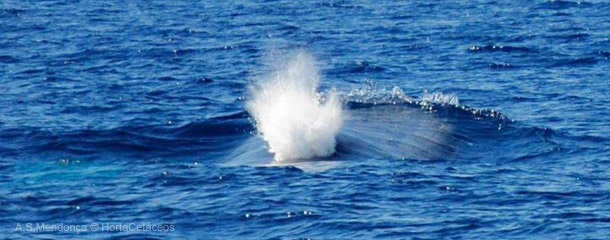 bufo baleia