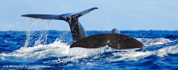 baleias a mergulhar